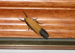 Parainesis restricta