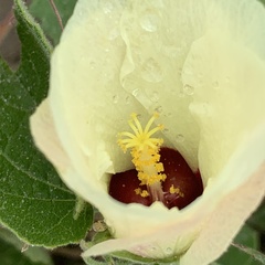 Pavonia senegalensis