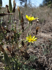 Tragopogon ucrainicus