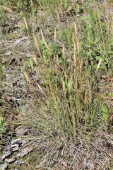 Danthonia intermedia riabuschinskii