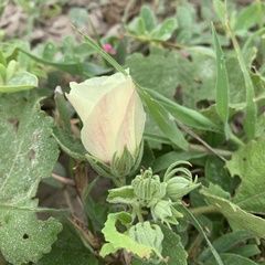 Pavonia senegalensis