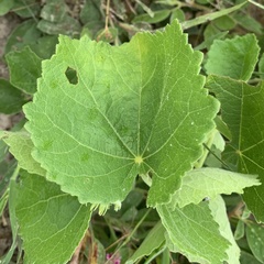 Pavonia senegalensis