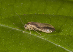 Amphipsocinae