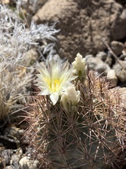 Echinomastus warnockii