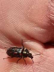 Astylus bourgeoisi