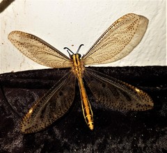 Palparini