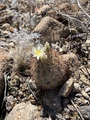 Echinomastus warnockii