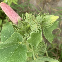Pavonia senegalensis