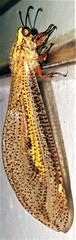 Palparini