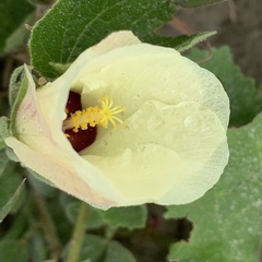 Pavonia senegalensis