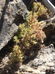Galium clementis