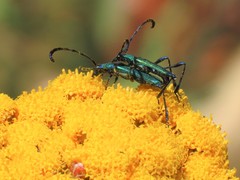 Hypocrites scabriusculus