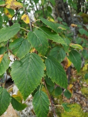 Betula lanata