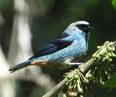 Tangara labradorides