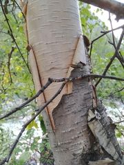 Betula lanata