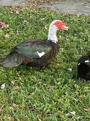 Cairina moschata domestica