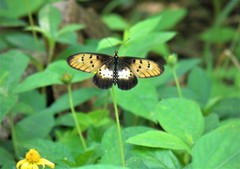 Acraea aglaonice