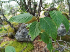 Betula lanata
