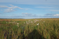 Tephroseris palustris