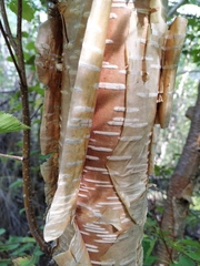 Betula lanata