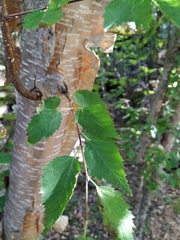 Betula lanata