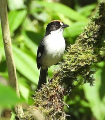 Atlapetes leucopterus