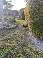 Gallus gallus domesticus