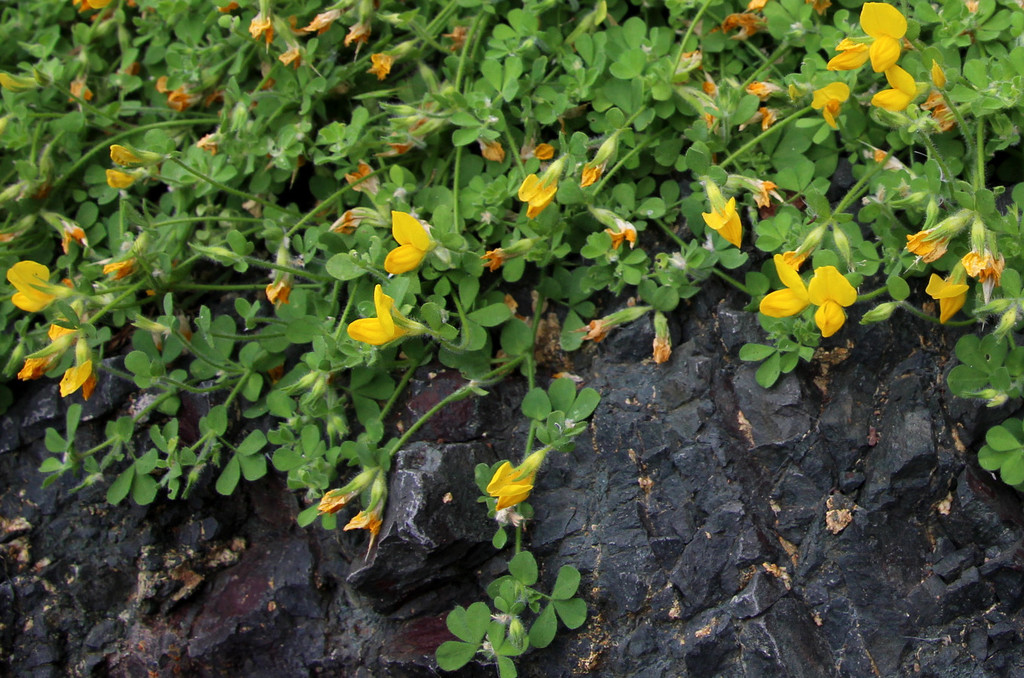 Lotus callis-viridis
