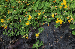 Lotus callis-viridis image