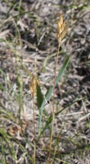 Danthonia intermedia riabuschinskii
