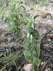 Leucas sexdentata