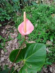 Anthurium andraeanum