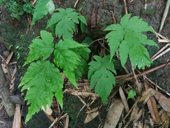 Tectariaceae