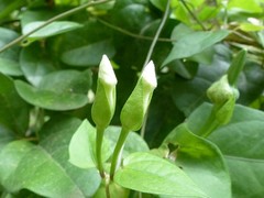 Thunbergia laevis image