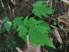 Tectariaceae