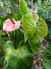Anthurium andraeanum