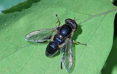 Anasimyia bilinearis