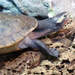 Jardine River Turtle - Photo (c) Christoph Lorse, some rights reserved (CC BY-NC-SA)