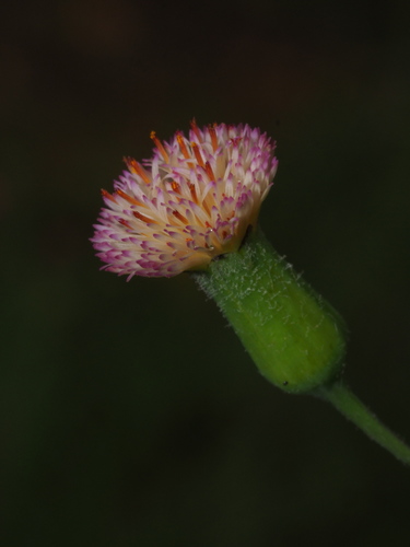 Emilia praetermissa