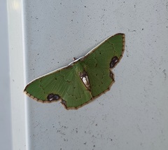 Spaniocentra kuniyukii