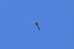 Zygonyx natalensis