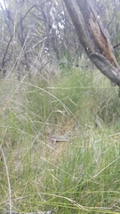 Austrostipa muelleri