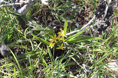 Hypoxis villosa