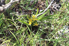 Hypoxis villosa