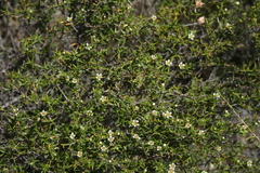 Diosma fallax