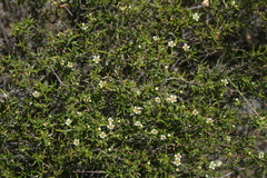 Diosma fallax