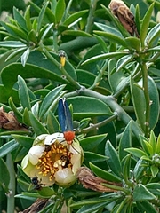 Apistosia judas