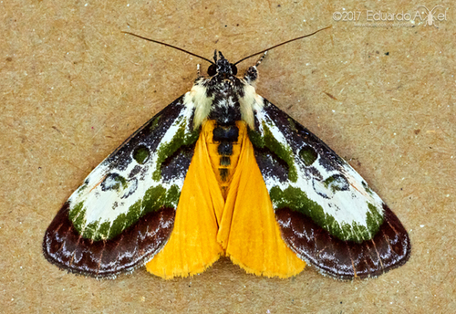 Epithisanotia