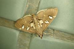 Glyphodes crithealis