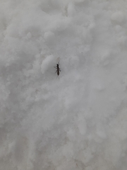 Allocapnia pygmaea